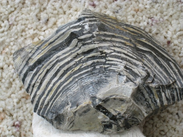 A banded rock of alternating light and dark layers. The dark layers are contain very high amounts of algal remains.